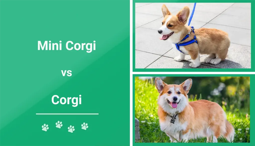 Mini Corgi kontra Corgi: dokładne porównanie ras