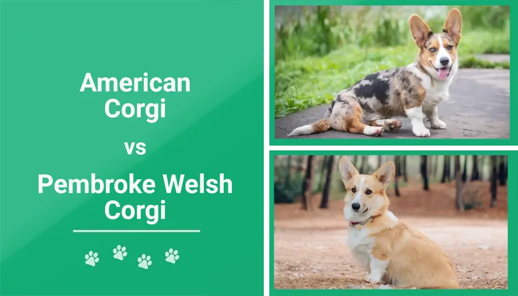 American Corgi vs Pembroke Walliese Corgi: Hoe om hulle van mekaar te vertel