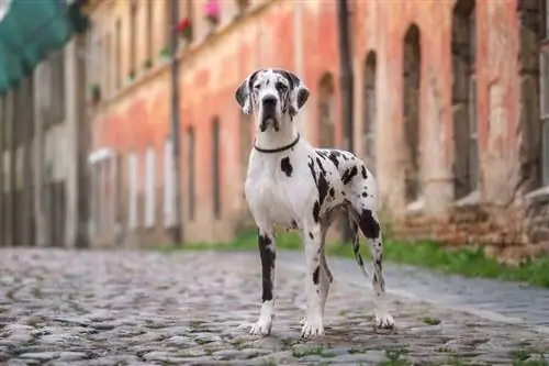 Quel était le Dogue Allemand le plus grand de tous les temps ? Historique & Détenteurs de records actuels