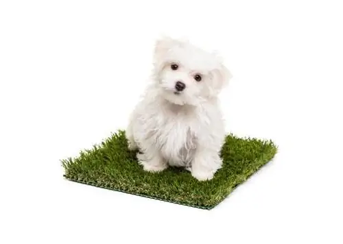 Cómo entrenar a tu perro para que use almohadillas para orinal de hierba: 8 consejos aprobados por veterinarios