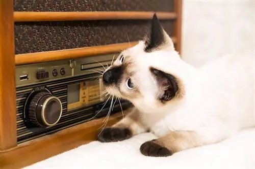 Kan klassieke musiek katte help om te ontspan? Wat die wetenskap sê