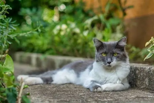 Raça de gato de pêlo semi-longo asiático: fotos, temperamento & características