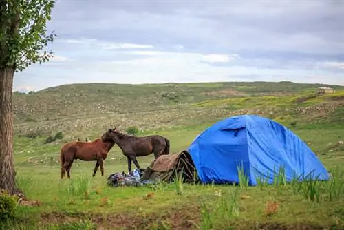 Lista definitiva para acampar con un caballo (8 consejos de expertos)