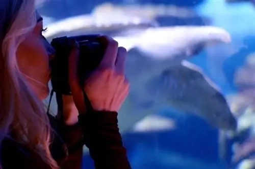 Hogyan készíts nagyszerű akváriumi fotókat: 7 tipp a tökéletes képhez