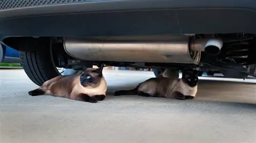 Kuinka estää kissat piiloutumasta auton moottoreiden sisään (9 vinkkiä & temppua)