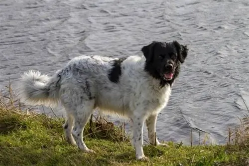 Фризская водяная собака: руководство по породе, информация, фотографии, уход & Подробнее