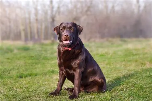 Shokoladli Labrador Retriever: Rasmlar, Faktlar, Kelib chiqishi & Tarix