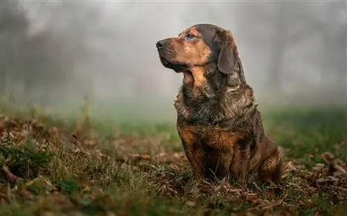 Порода кучета Алпийски дахсбрак: Снимки, информация, грижи, темперамент & Черти