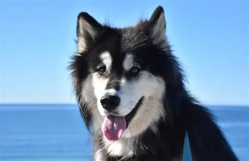 Alusky (Siberian Husky & Alaskan Malamute Mix): Billeder, info, pleje & Mere