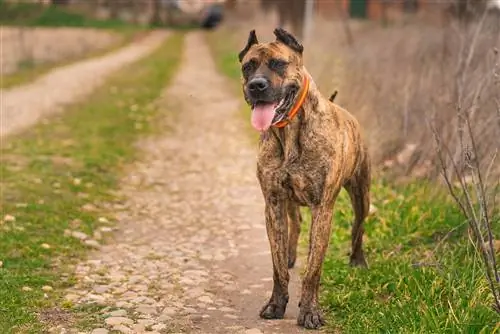 Alano Español Hunde Race Info: Billeder, Pleje, Temperament & Egenskaber