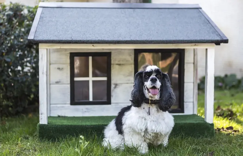 วิธีฝึกสุนัขให้ใช้บ้านสุนัข: 4 คำแนะนำจากสัตวแพทย์