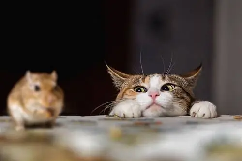 Érzik a macskák az egerek szagát? Amit a tudomány mond nekünk
