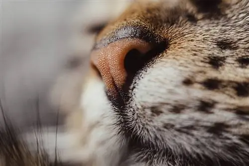 Quão poderoso é o nariz de um gato? A resposta surpreendente