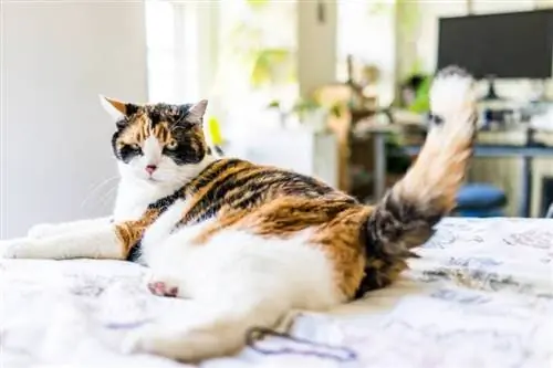 چرا گربه ها هنگام دراز کشیدن دم خود را تکان می دهند؟ 8 دلیل اصلی