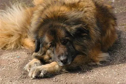 Estrela Mountain Dog: Rasguide, info, bilder, skötsel & Mer