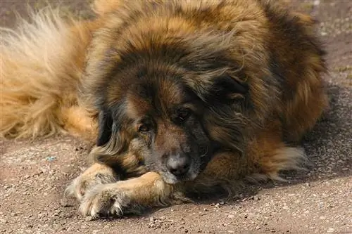 Estrela Mountain Dog: Οδηγός φυλής, Πληροφορίες, Εικόνες, Φροντίδα & Περισσότερα