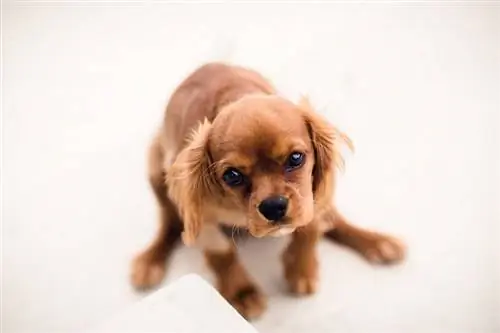 Schweenie (Dachshund & Shih Tzu Mix): Thông tin, Hình ảnh, Quan tâm & Khác