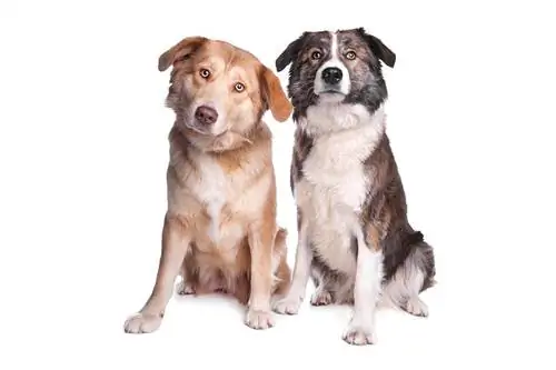Aidi koeratõug: pildid, info, hooldusjuhend & omadused