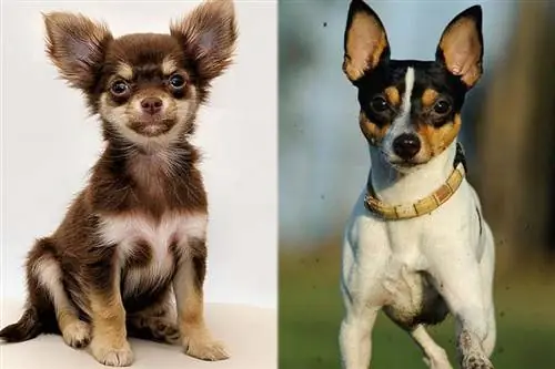 Taco Terrier (Chihuahua & Toy Fox Terrier Mix): Fakte, Foto, Tipare & Më shumë