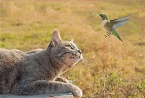Πώς να εμποδίσετε τη γάτα σας να πιάσει & Killing Birds