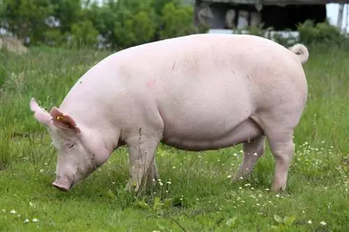 Cum să distrezi un porc? 10 lucruri cu care le place să se joace