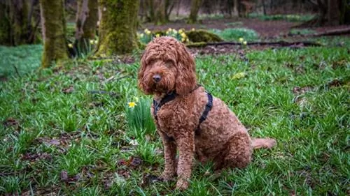 Red Cockapoo: Facts, Origin & History (with Pictures)