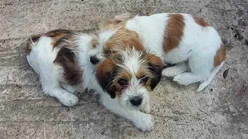 Jack Tzu (Jack Russell Terrier & Shih Tzu Mix): Pictures, Guide, Info, & Care