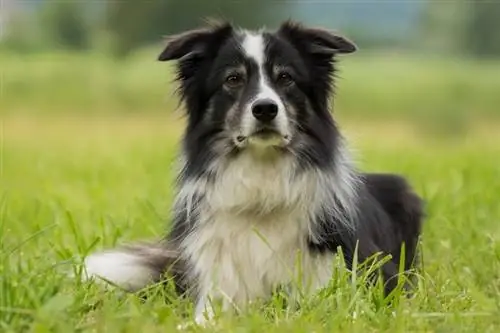 Black and White Australian Shepherd: Facts, Origin & History (with Pictures)