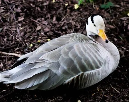 13 datos fascinantes sobre los gansos que nunca supiste