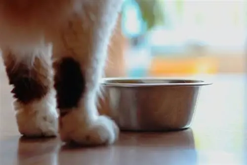 أين أضع أوعية طعام قطتي وماءها؟ 5 خيارات ذكية