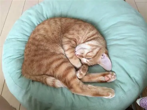 Quins són els millors materials per utilitzar per a un llit per a gats?