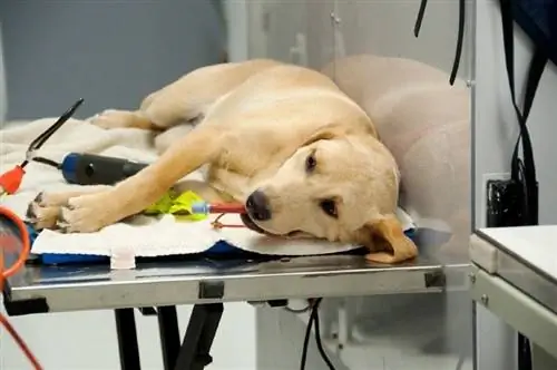 Spise & Drikke for hunder før sterilisering/kastrering (veterinærsvar)