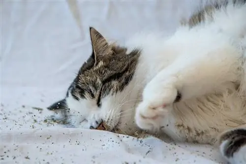 Bolehkah Anda Letakkan Catnip dalam Makanan Kucing? Apa yang Anda Perlu Tahu