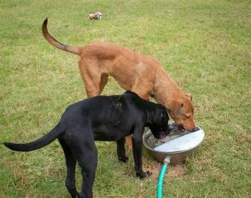 10 Pinakamahusay na Dog Water Fountain noong 2023 – Mga Review & Mga Nangungunang Pinili