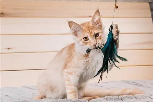 10 melhores brinquedos para gatos para Maine Coons em 2023: avaliações & Principais escolhas