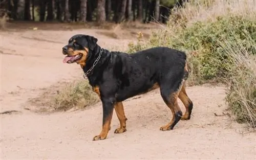 11 Grandi cani da guardia per un proprietario di cane per la prima volta (con immagini)
