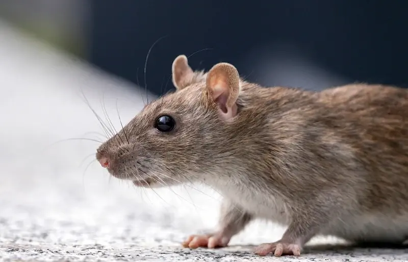 Combien de temps pouvez-vous laisser les rats domestiques seuls à la maison ? (Faits examinés par le vétérinaire)