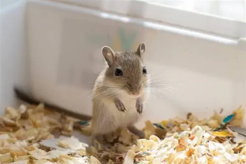 Bạn có thể để chuột nhảy ở nhà một mình trong bao lâu? Sự kiện được bác sĩ thú y phê duyệt & Câu hỏi thường gặp
