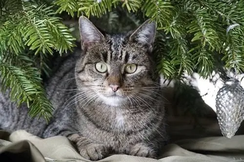 11 vianočných bezpečnostných tipov pre mačky (odporúčania veterinára)