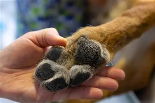 Cómo curar las patas rotas de un perro: tratamientos aprobados por veterinarios, consejos & Más