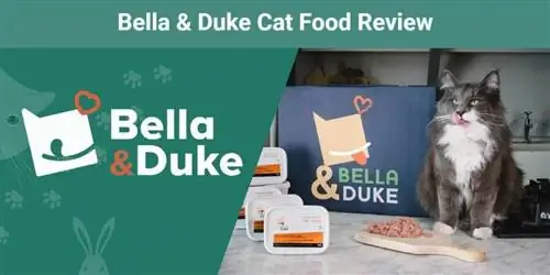 Bella & Duke Cat Food Review 2023: Mūsų eksperto nuomonė