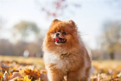 Un Pomeranian pot ser un gos de servei? Fets & FAQ