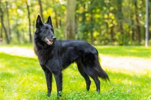 10 შავი ძაღლის ჯიში: დიდი, პატარა & ფუმფულა (სურათებით)