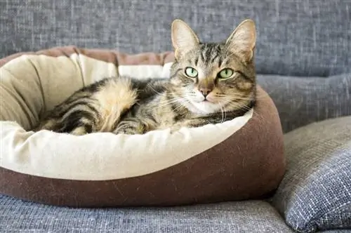 Kuinka usein minun pitäisi pestä kissani sänky? Eläinlääkärin hyväksymä neuvo & FAQ