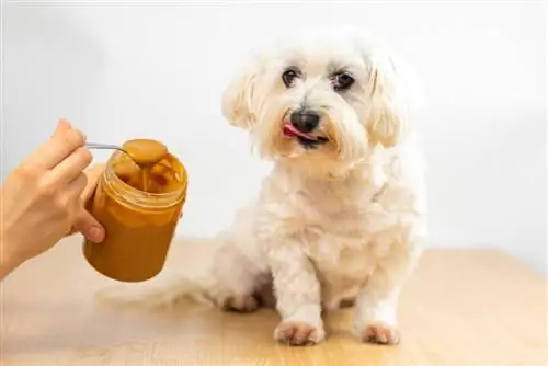 Voivatko haimatulehdusta sairastavat koirat syödä maapähkinävoita? Eläinlääkärimme selittää