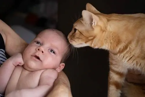 Da li mačka prepoznaje šta je ljudska beba? Šta kaže nauka