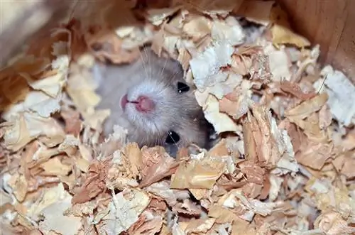 Hamster có đào hang không? Hamster thói quen giải thích