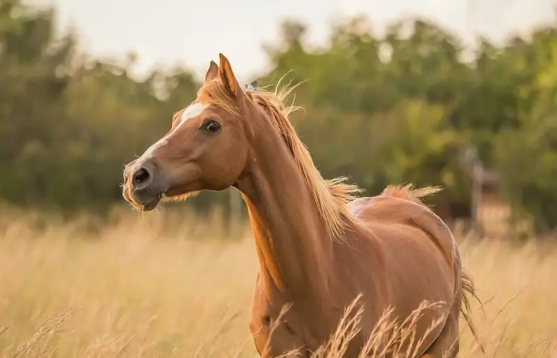 De quanta luz solar os cavalos precisam? Fatos avaliados pelo veterinário