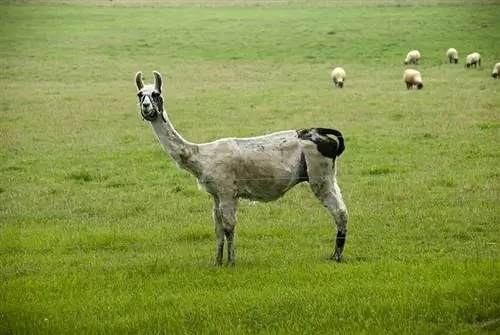 O que é uma lhama de guarda? Os lhamas podem proteger as ovelhas?