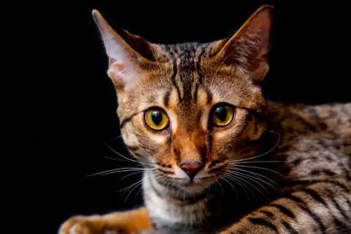 F5 Savannah Cat: Faktat, alkuperä & Historia (kuvien kanssa)